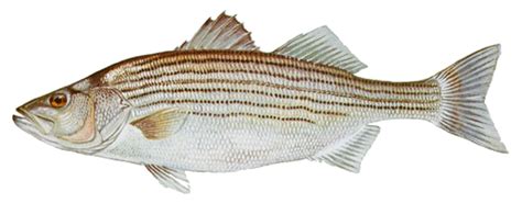 Maryland Fish Facts.